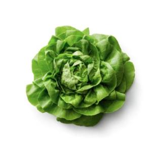 Kopfsalat